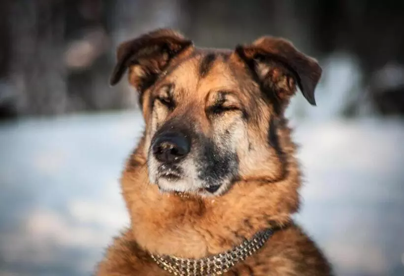 Hotelli Planinarski Centar Petehovac