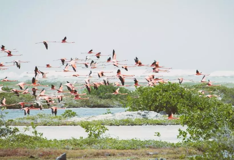 استراحتگاه Sorobon Boutique