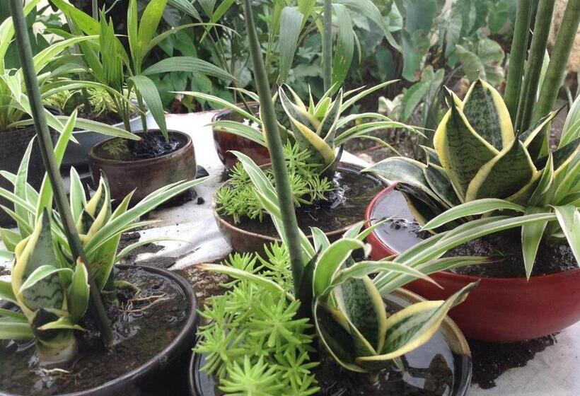 Hotel Danel Pensionne House