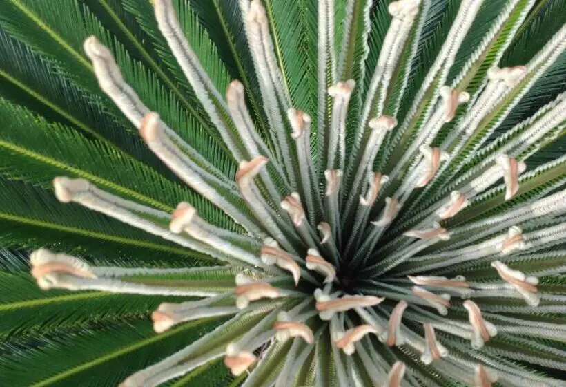 هتل Danel Pensionne House