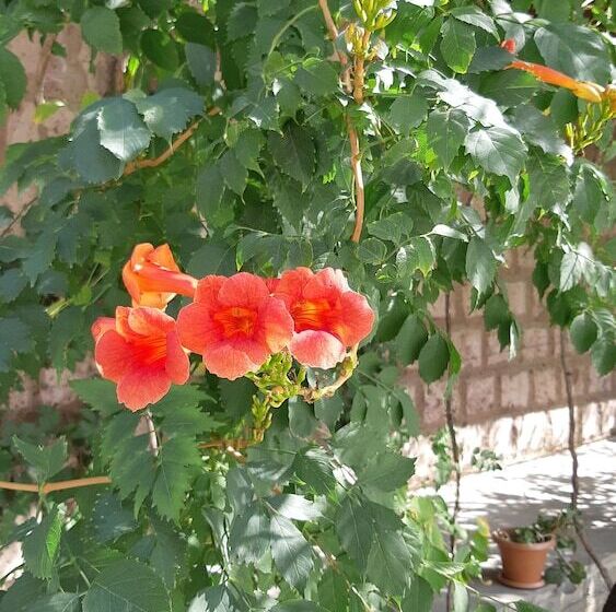 Musa Ler Hotel Yerevan