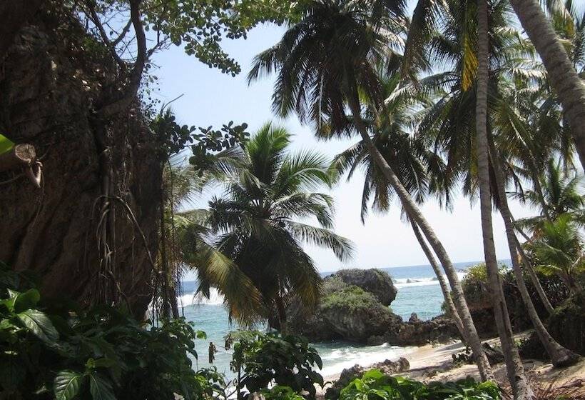 Hostel La Ballena Backpacker