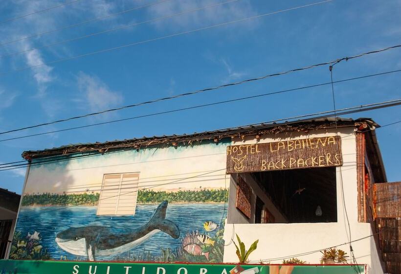 Hostel La Ballena Backpacker