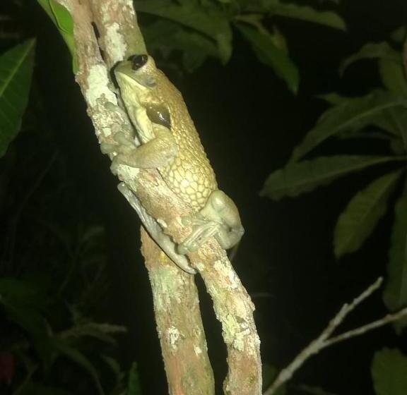 La Jangada Hostel & Tours