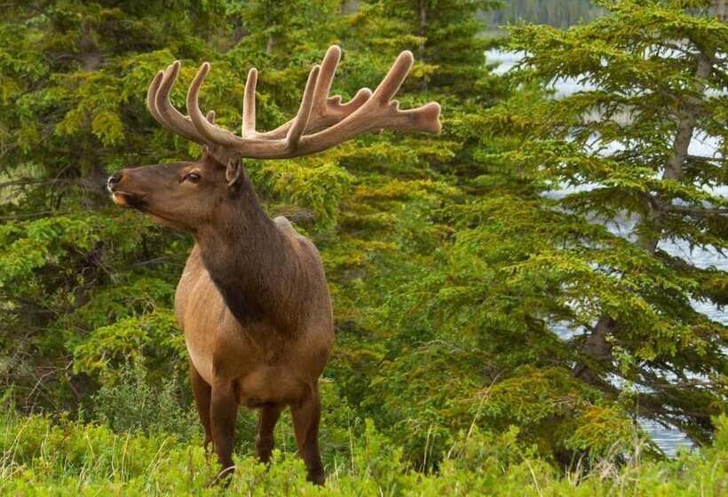 Jasper Downtown Hostel