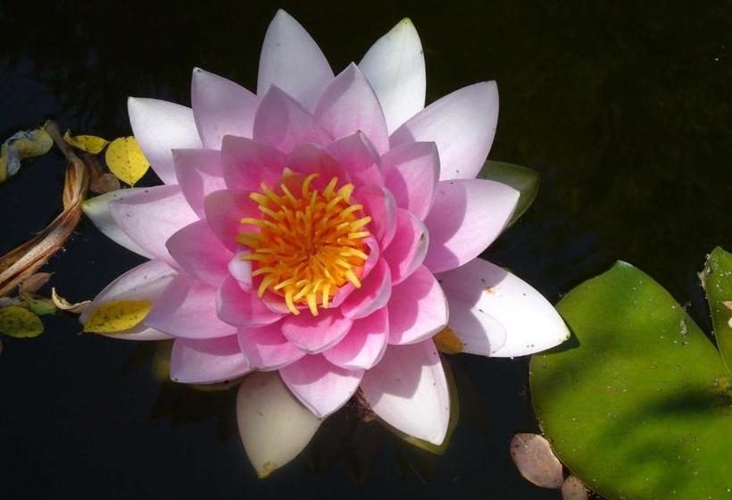 Отель Silvia Krafts Bed And Breakfast