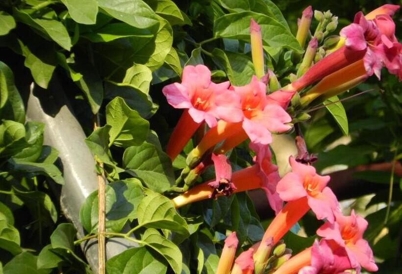 Bed and Breakfast President Paul Kruger Guest Lodge