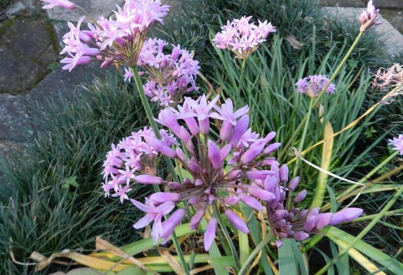 Bed and Breakfast President Paul Kruger Guest Lodge