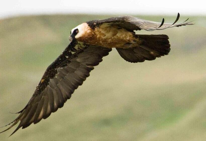 צימר Cedar Garden