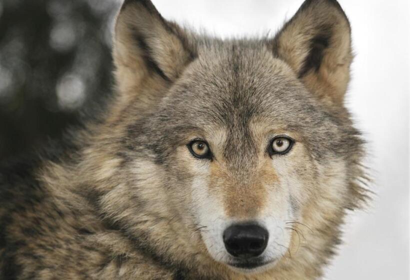 فندق Auberge La Tanière