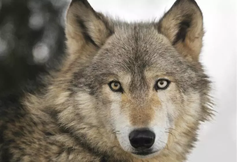 ホテル Auberge La Tanière