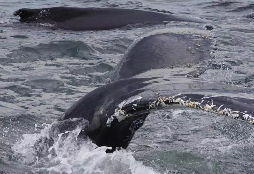 ホテル Auberge La Tanière