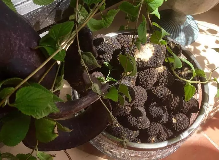 Aamiaismajoitus (B&B) Longo Maï