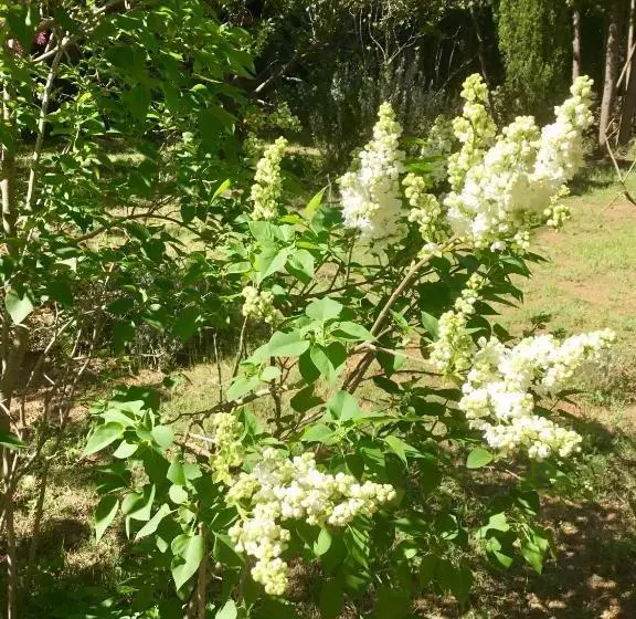 Aamiaismajoitus (B&B) Longo Maï