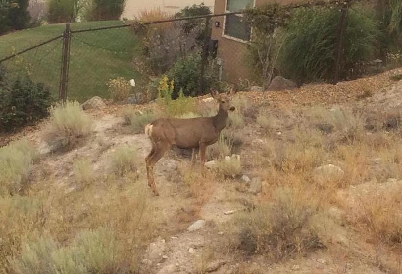 Bed & Breakfast Rowena's Retreat