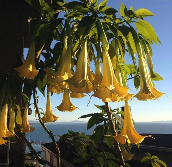 Donna's Bed & Breakfast