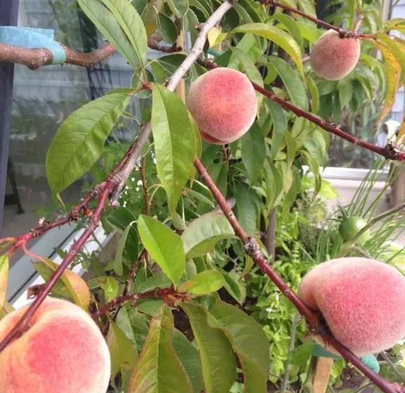 Donna's Bed & Breakfast