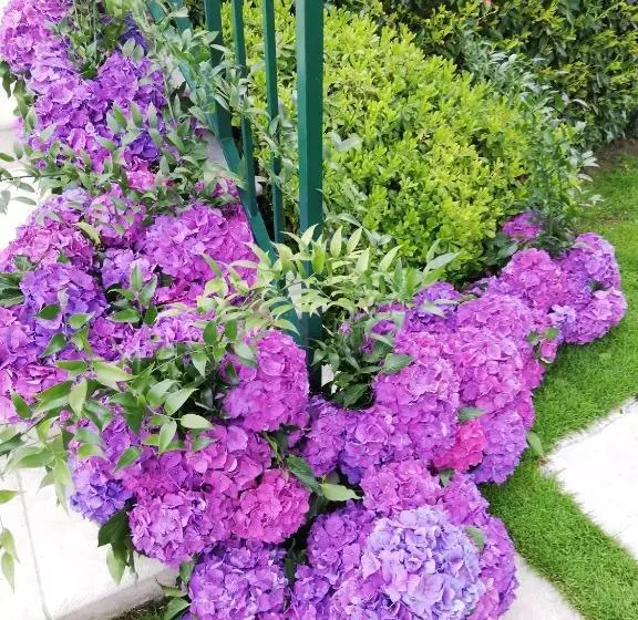 Hotel Hôtel Bellevue