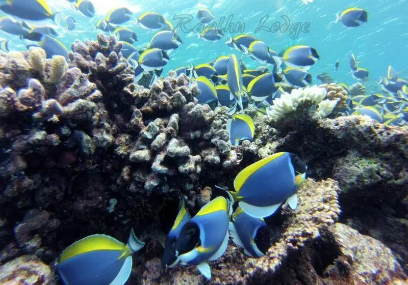 پانسیون Raalhu Lodge
