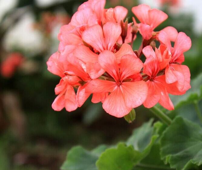 پانسیون Riad Dar Achaach