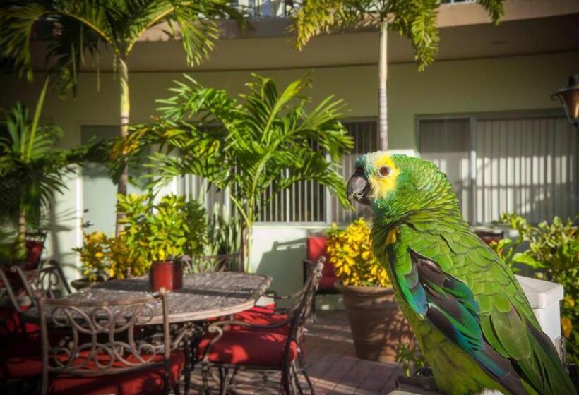 فندق The Big Coconut Guesthouse   Gay Men S Resort