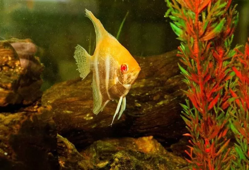 مسافرخانه Casa Forno Country