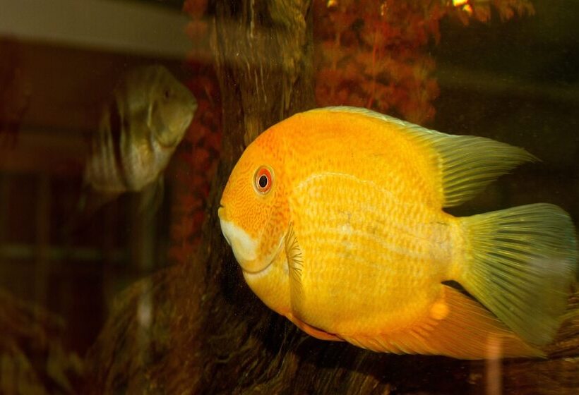 مسافرخانه Casa Forno Country