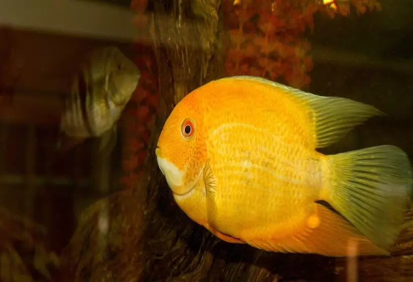 مسافرخانه Casa Forno Country