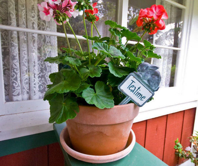 Volcano Teapot Cottage