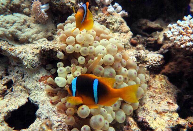 Deep Blue Divers Hostel Dahab