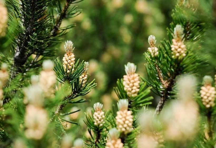 Smarthotel Bergresidenz Adults Only