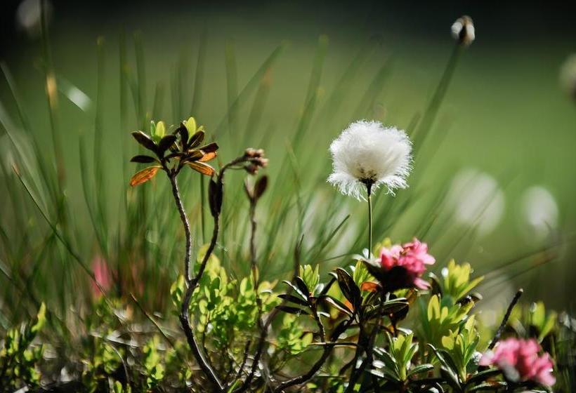 Smarthotel Bergresidenz Adults Only