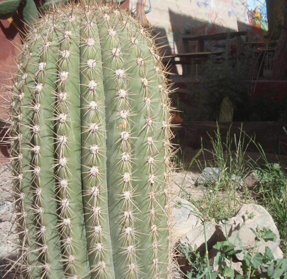 Tierra Andina Hostel