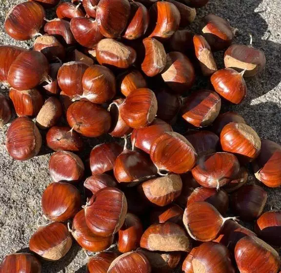 B&b Podere Legnotorto