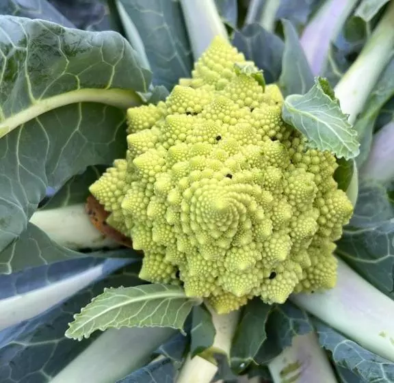 B&b Podere Legnotorto