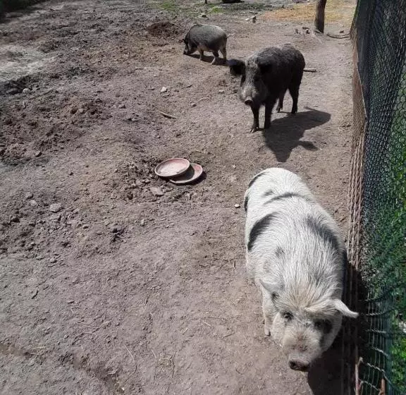 B&b Podere Legnotorto