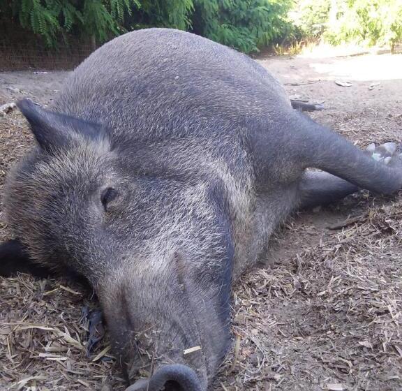 B&b Podere Legnotorto