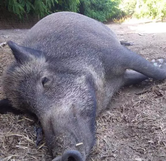 B&b Podere Legnotorto