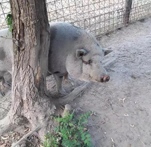 B&b Podere Legnotorto