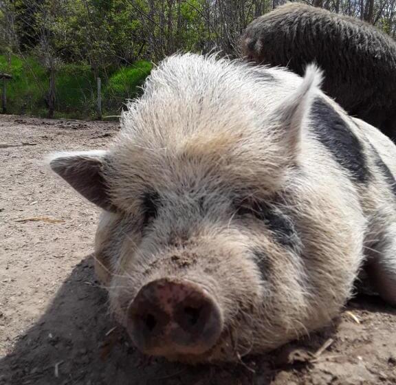 B&b Podere Legnotorto