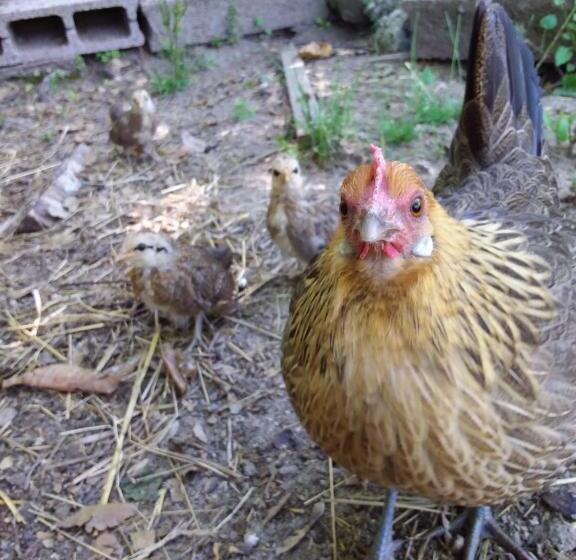 B&b Podere Legnotorto