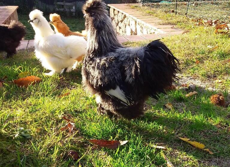 B&b Podere Legnotorto