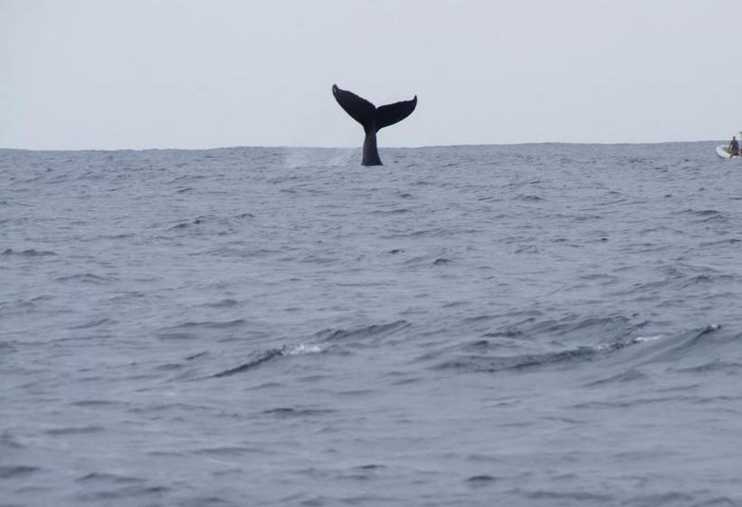 צימר P'ti Case D'éléna