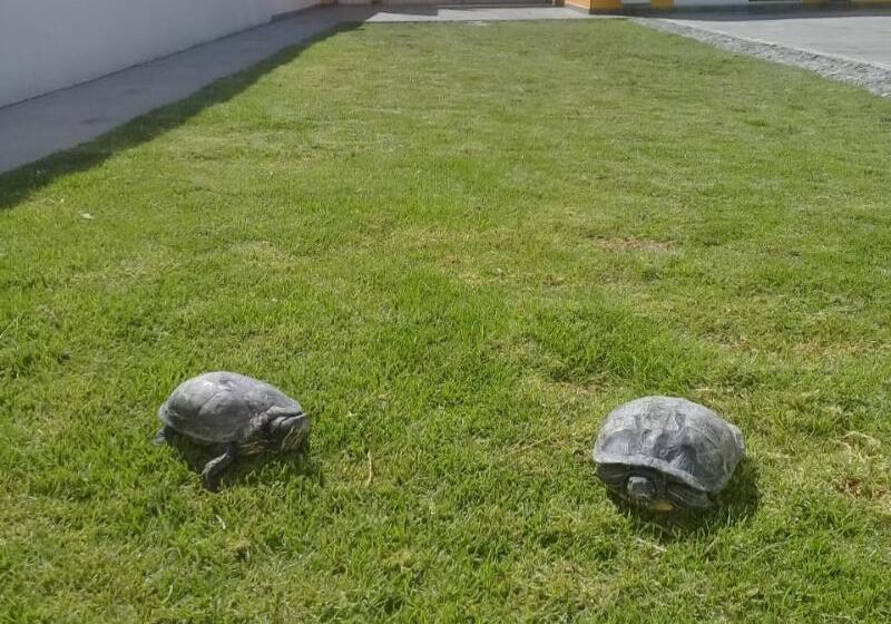 בית מלון כפרי Posada Del ángel