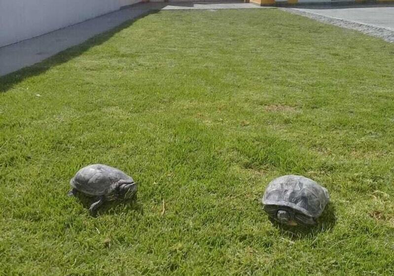 בית מלון כפרי Posada Del ángel