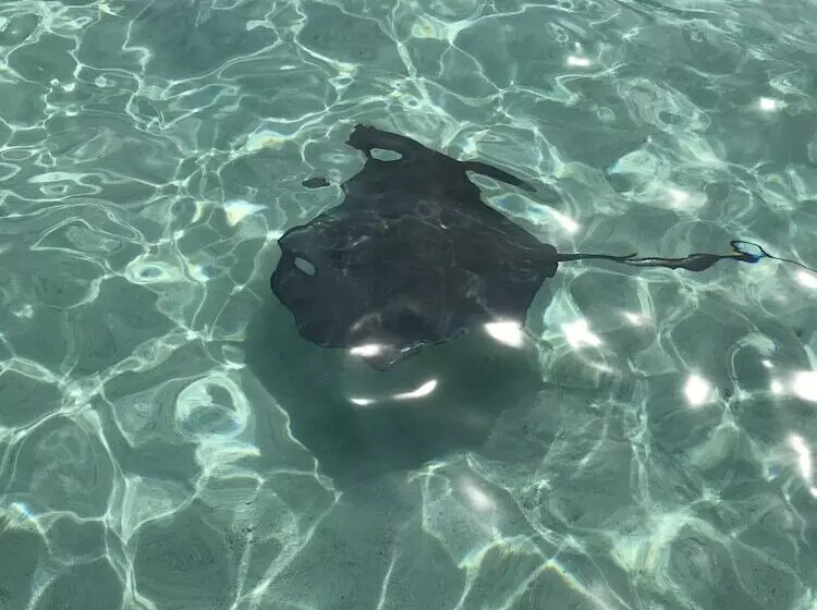 Hotelli Dreamcabanas