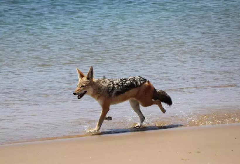 تختخواب و صبحانه Sunflower Self Catering