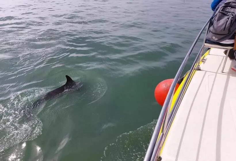 تختخواب و صبحانه Sunflower Self Catering