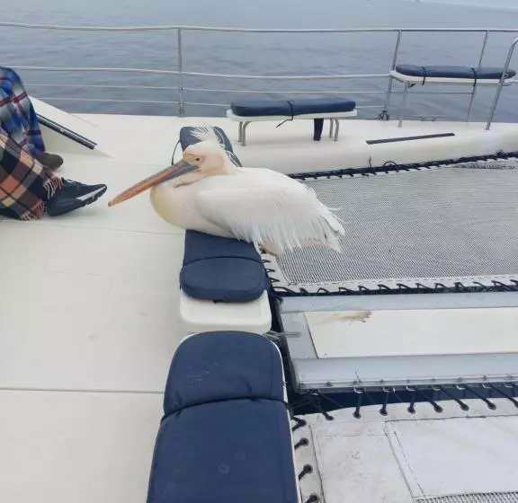 تختخواب و صبحانه Sunflower Self Catering