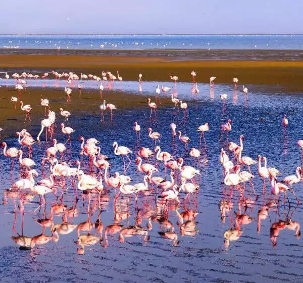 تختخواب و صبحانه Sunflower Self Catering